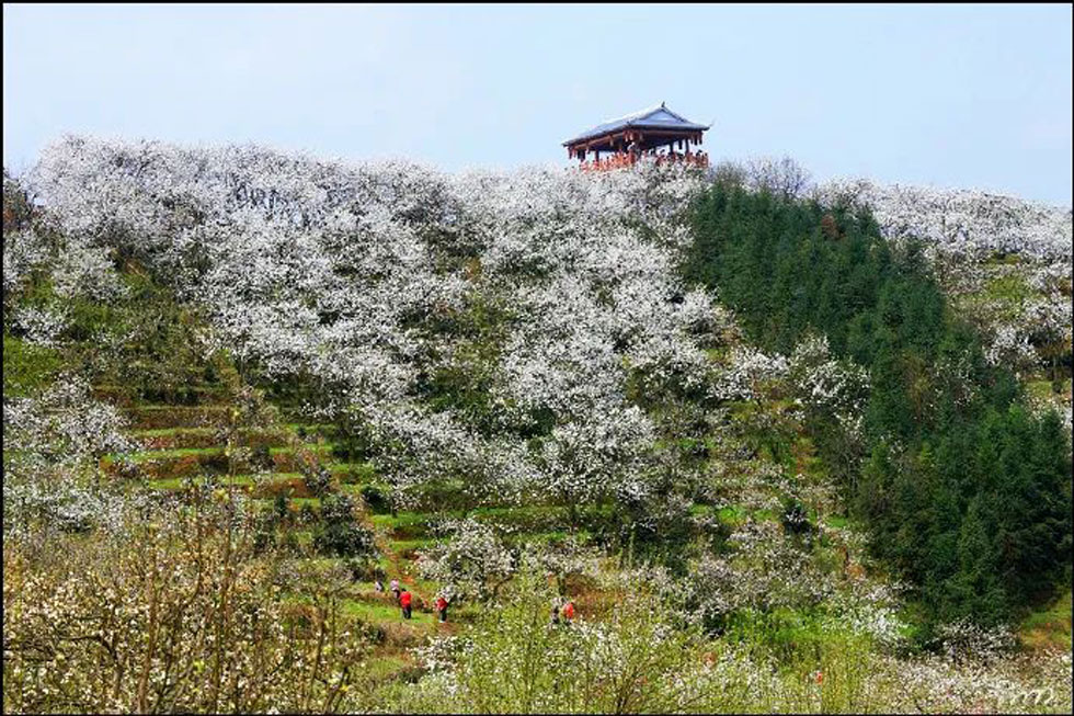 【春天，广西桂林灌阳县向您发出邀请！】我们在灌阳看梨花 - 游山玩水 - 阳江生活社区 - 阳江28生活网 yj.28life.net