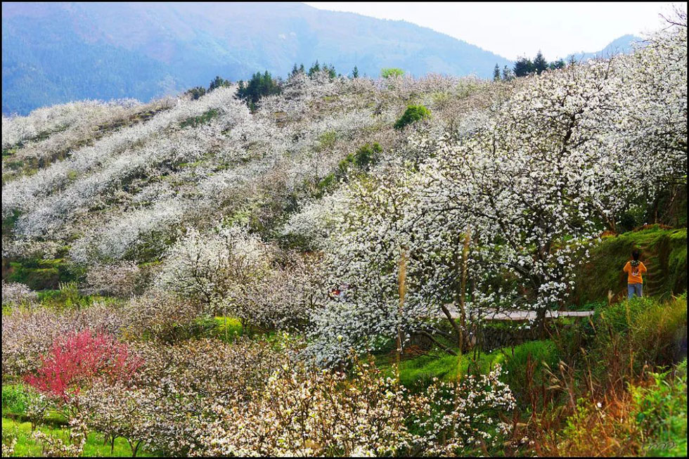 【春天，广西桂林灌阳县向您发出邀请！】我们在灌阳看梨花 - 游山玩水 - 阳江生活社区 - 阳江28生活网 yj.28life.net