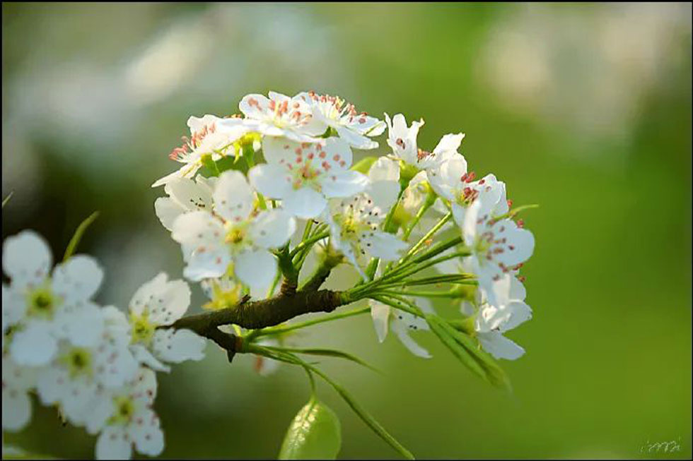 【春天，广西桂林灌阳县向您发出邀请！】我们在灌阳看梨花 - 游山玩水 - 阳江生活社区 - 阳江28生活网 yj.28life.net