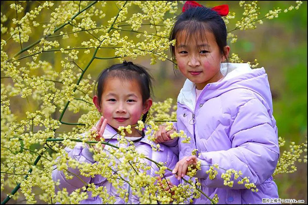 【春天，广西桂林灌阳县向您发出邀请！】米珠山前有片山苍子花在飘香 - 游山玩水 - 阳江生活社区 - 阳江28生活网 yj.28life.net
