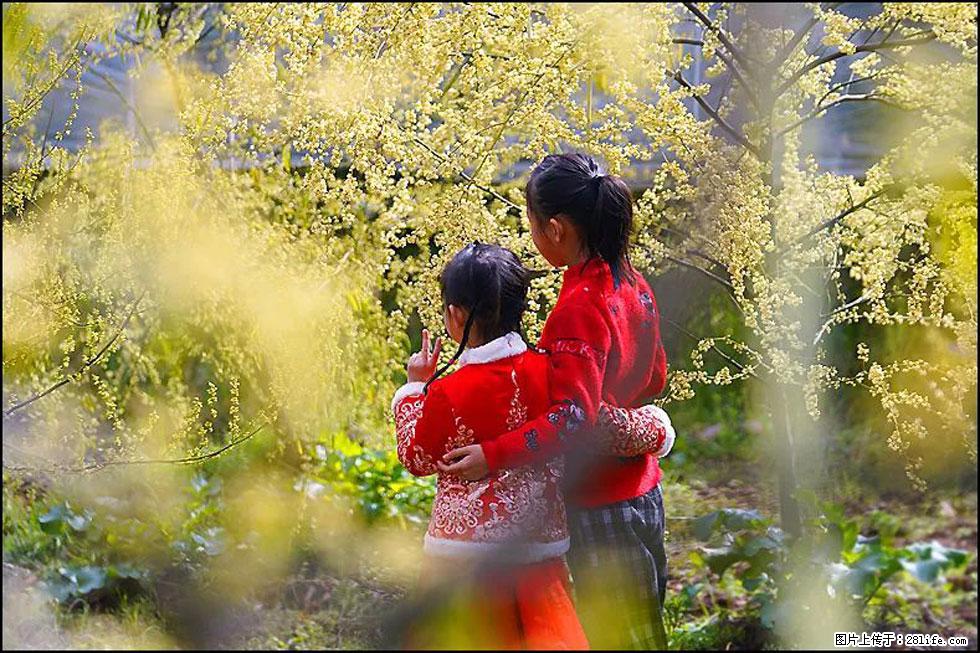 【春天，广西桂林灌阳县向您发出邀请！】米珠山前有片山苍子花在飘香 - 游山玩水 - 阳江生活社区 - 阳江28生活网 yj.28life.net