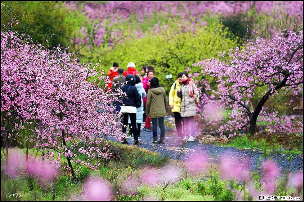 【春天，广西桂林灌阳县向您发出邀请！】官庄村有个醉美的桃花园 - 游山玩水 - 阳江生活社区 - 阳江28生活网 yj.28life.net