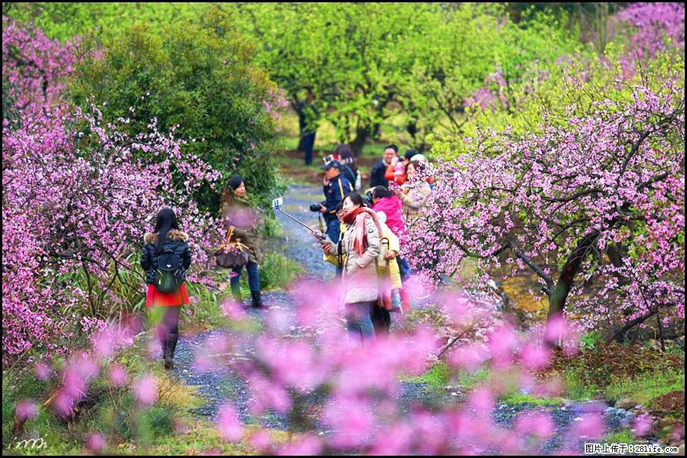 【春天，广西桂林灌阳县向您发出邀请！】官庄村有个醉美的桃花园 - 游山玩水 - 阳江生活社区 - 阳江28生活网 yj.28life.net