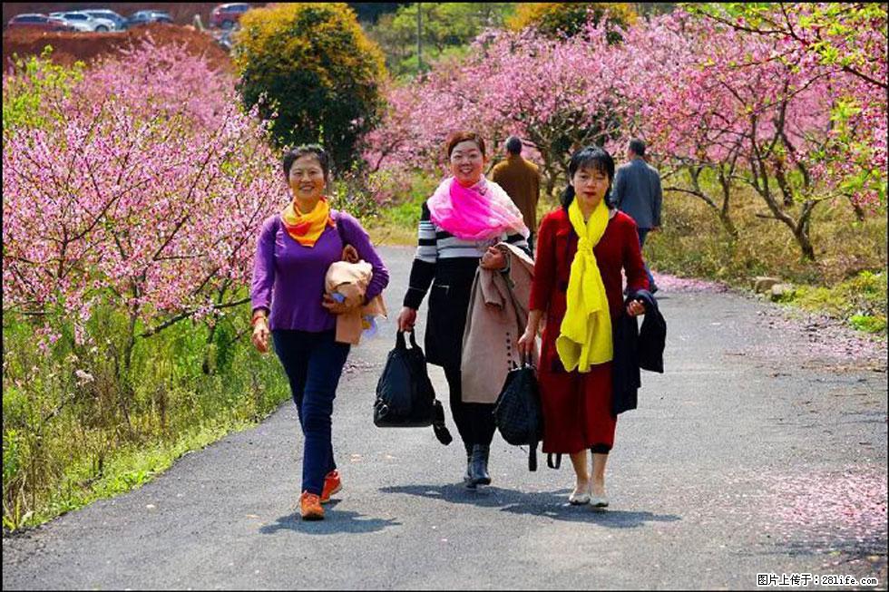 【春天，广西桂林灌阳县向您发出邀请！】官庄村有个醉美的桃花园 - 游山玩水 - 阳江生活社区 - 阳江28生活网 yj.28life.net