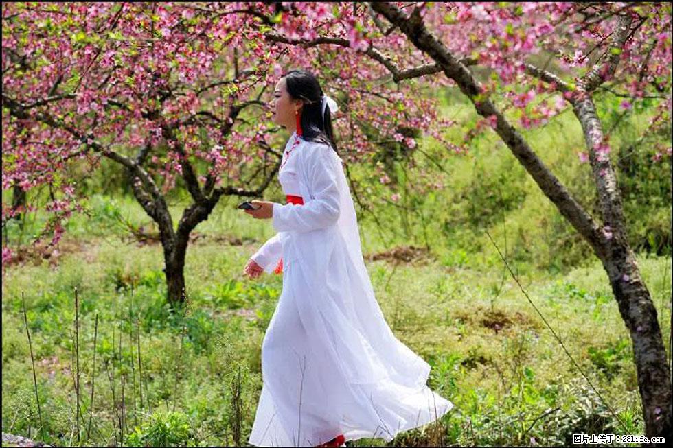 【春天，广西桂林灌阳县向您发出邀请！】官庄村有个醉美的桃花园 - 游山玩水 - 阳江生活社区 - 阳江28生活网 yj.28life.net
