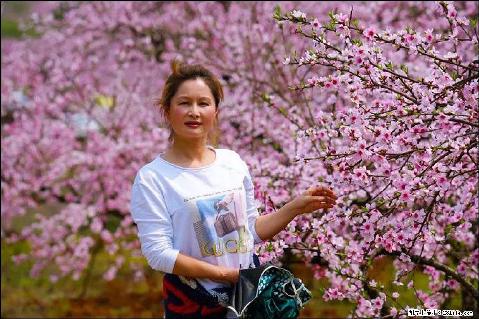 【春天，广西桂林灌阳县向您发出邀请！】官庄村有个醉美的桃花园 - 游山玩水 - 阳江生活社区 - 阳江28生活网 yj.28life.net