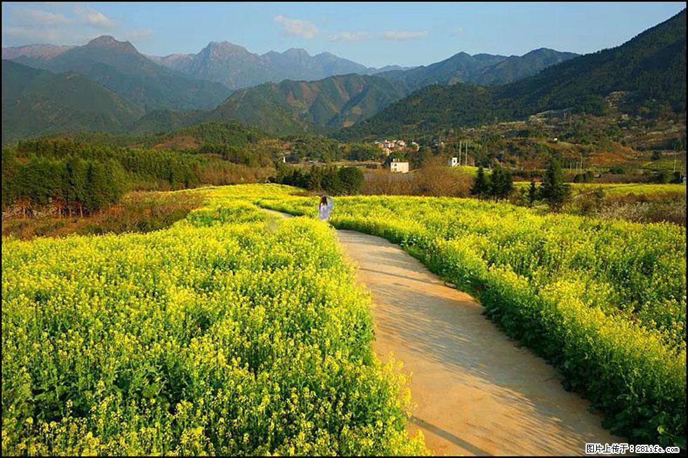 【春天，广西桂林灌阳县向您发出邀请！】长坪村油菜盛情花开 - 游山玩水 - 阳江生活社区 - 阳江28生活网 yj.28life.net