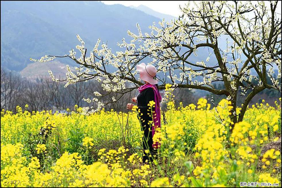【春天，广西桂林灌阳县向您发出邀请！】长坪村油菜盛情花开 - 游山玩水 - 阳江生活社区 - 阳江28生活网 yj.28life.net