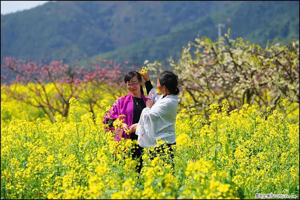 【春天，广西桂林灌阳县向您发出邀请！】长坪村油菜盛情花开 - 游山玩水 - 阳江生活社区 - 阳江28生活网 yj.28life.net