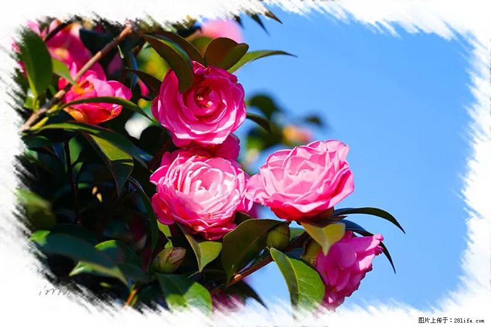 【春天，广西桂林灌阳县向您发出邀请！】杨柳井茶花惹人爱 - 游山玩水 - 阳江生活社区 - 阳江28生活网 yj.28life.net