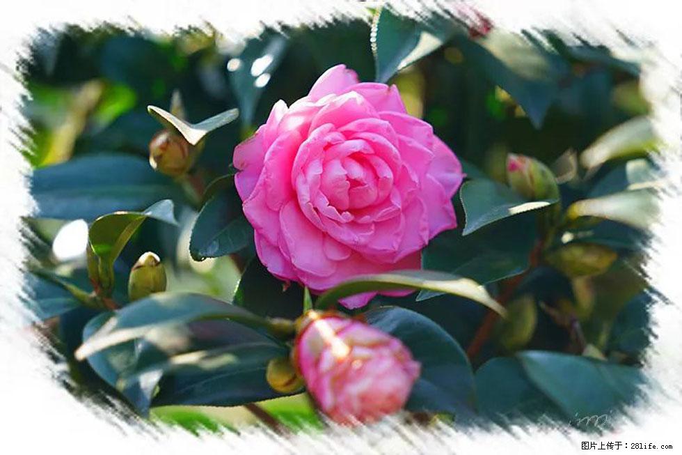 【春天，广西桂林灌阳县向您发出邀请！】杨柳井茶花惹人爱 - 游山玩水 - 阳江生活社区 - 阳江28生活网 yj.28life.net