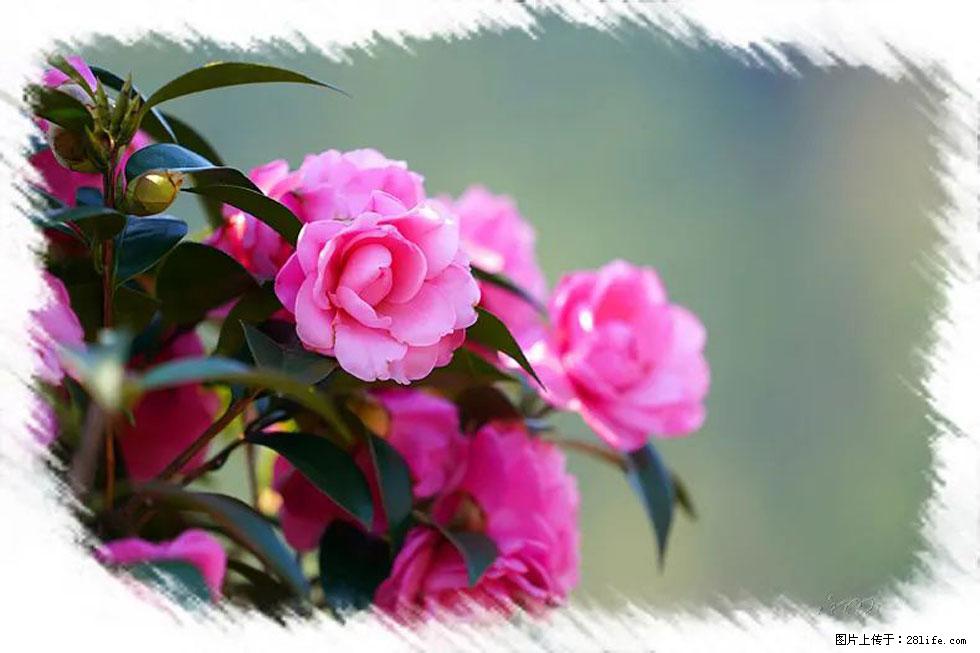 【春天，广西桂林灌阳县向您发出邀请！】杨柳井茶花惹人爱 - 游山玩水 - 阳江生活社区 - 阳江28生活网 yj.28life.net
