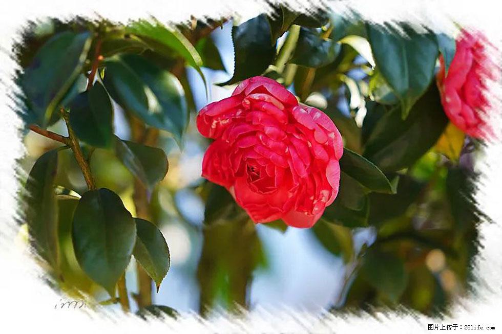【春天，广西桂林灌阳县向您发出邀请！】杨柳井茶花惹人爱 - 游山玩水 - 阳江生活社区 - 阳江28生活网 yj.28life.net