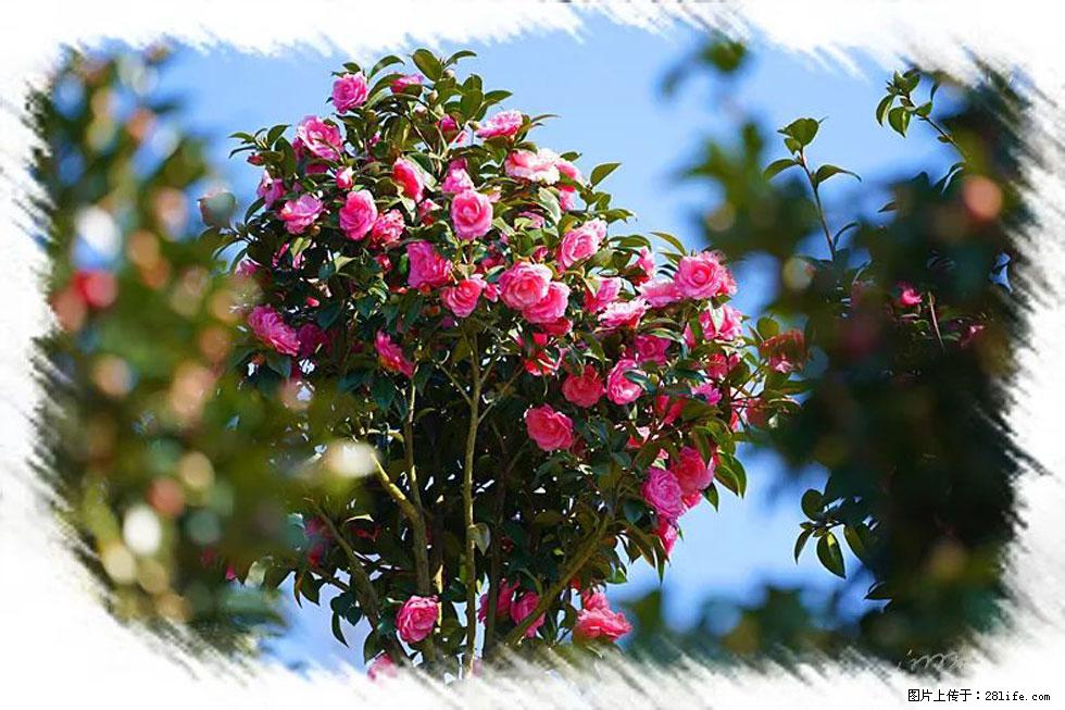 【春天，广西桂林灌阳县向您发出邀请！】杨柳井茶花惹人爱 - 游山玩水 - 阳江生活社区 - 阳江28生活网 yj.28life.net
