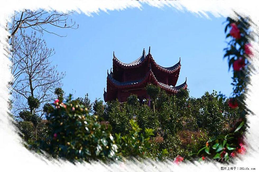 【春天，广西桂林灌阳县向您发出邀请！】杨柳井茶花惹人爱 - 游山玩水 - 阳江生活社区 - 阳江28生活网 yj.28life.net