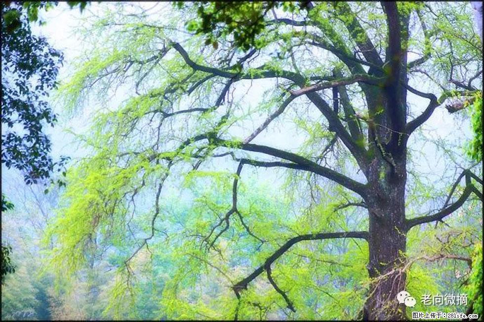 【春天，广西桂林灌阳县向您发出邀请！】在小龙村与春天约会 - 游山玩水 - 阳江生活社区 - 阳江28生活网 yj.28life.net