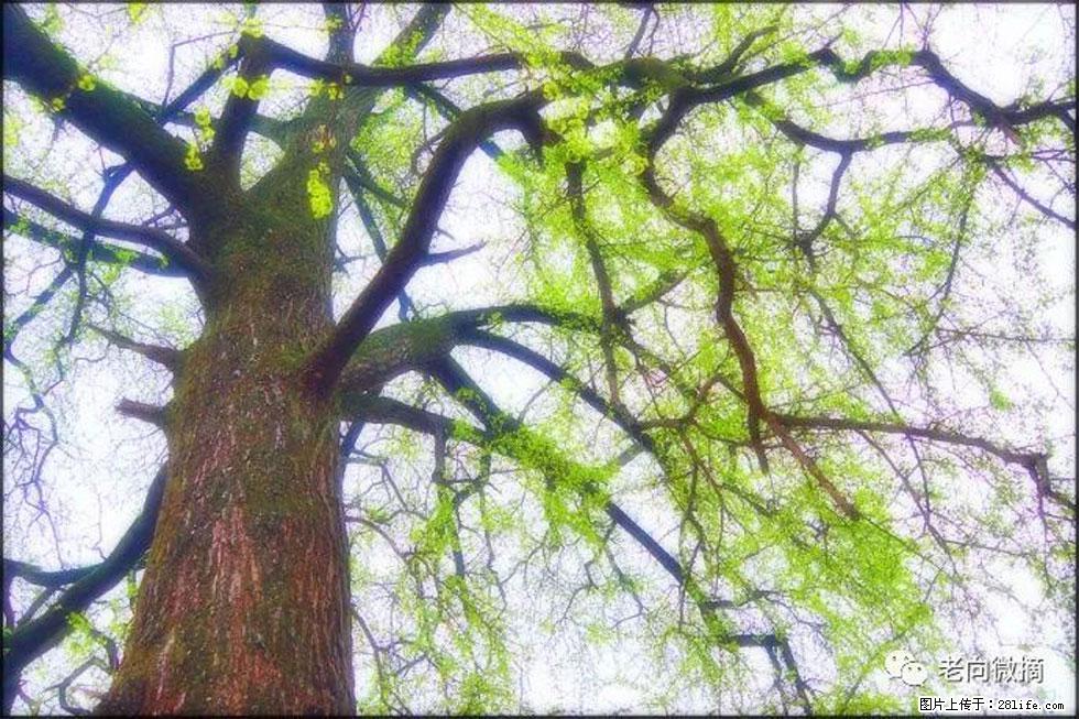 【春天，广西桂林灌阳县向您发出邀请！】在小龙村与春天约会 - 游山玩水 - 阳江生活社区 - 阳江28生活网 yj.28life.net
