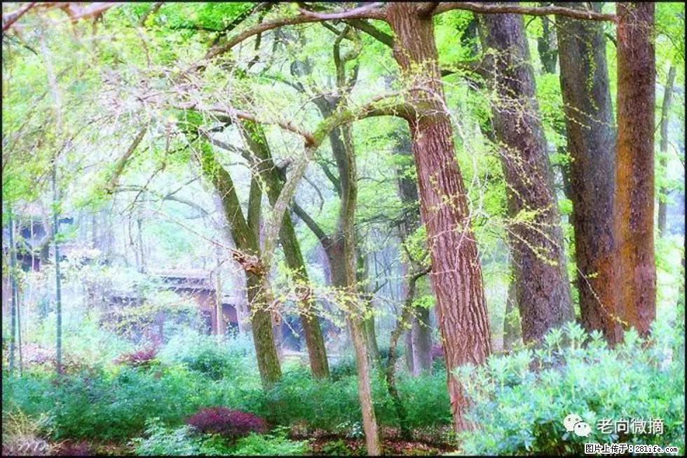【春天，广西桂林灌阳县向您发出邀请！】在小龙村与春天约会 - 游山玩水 - 阳江生活社区 - 阳江28生活网 yj.28life.net