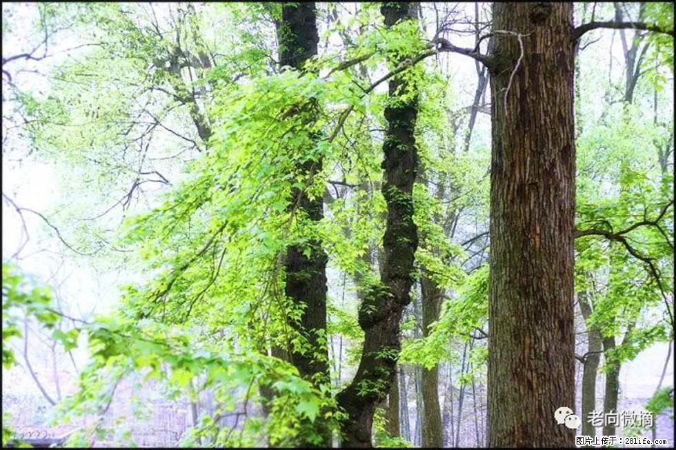 【春天，广西桂林灌阳县向您发出邀请！】在小龙村与春天约会 - 游山玩水 - 阳江生活社区 - 阳江28生活网 yj.28life.net
