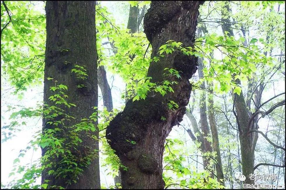 【春天，广西桂林灌阳县向您发出邀请！】在小龙村与春天约会 - 游山玩水 - 阳江生活社区 - 阳江28生活网 yj.28life.net