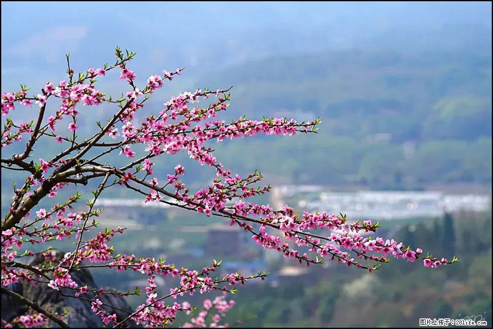 【春天，广西桂林灌阳县向您发出邀请！】望月岭上桃花开 - 游山玩水 - 阳江生活社区 - 阳江28生活网 yj.28life.net