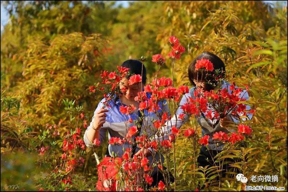 【春天，广西桂林灌阳县向您发出邀请！】登麒麟山，相约映山红 - 游山玩水 - 阳江生活社区 - 阳江28生活网 yj.28life.net