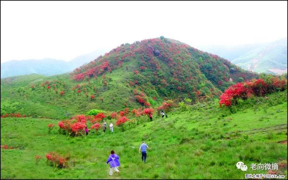 【春天，广西桂林灌阳县向您发出邀请！】宝盖山上映山红 - 游山玩水 - 阳江生活社区 - 阳江28生活网 yj.28life.net