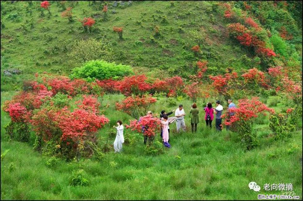 【春天，广西桂林灌阳县向您发出邀请！】宝盖山上映山红 - 游山玩水 - 阳江生活社区 - 阳江28生活网 yj.28life.net