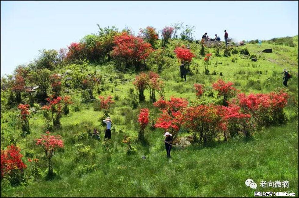 【春天，广西桂林灌阳县向您发出邀请！】宝盖山上映山红 - 游山玩水 - 阳江生活社区 - 阳江28生活网 yj.28life.net