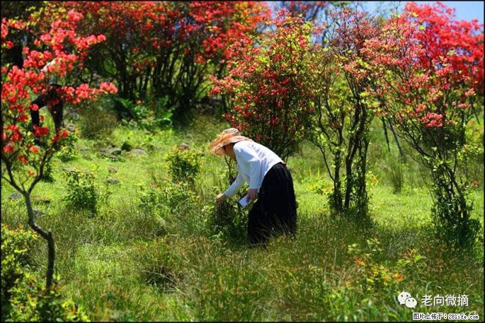 【春天，广西桂林灌阳县向您发出邀请！】宝盖山上映山红 - 游山玩水 - 阳江生活社区 - 阳江28生活网 yj.28life.net