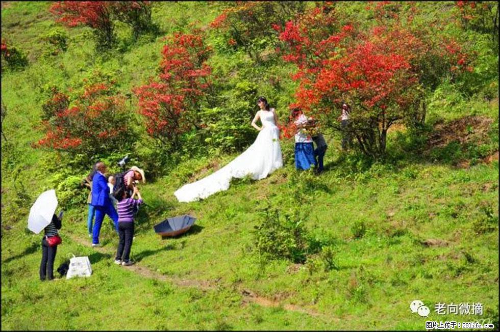 【春天，广西桂林灌阳县向您发出邀请！】宝盖山上映山红 - 游山玩水 - 阳江生活社区 - 阳江28生活网 yj.28life.net
