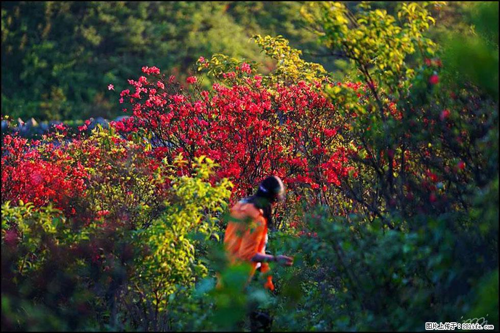 【春天，广西桂林灌阳县向您发出邀请！】春木界上映山红 - 游山玩水 - 阳江生活社区 - 阳江28生活网 yj.28life.net