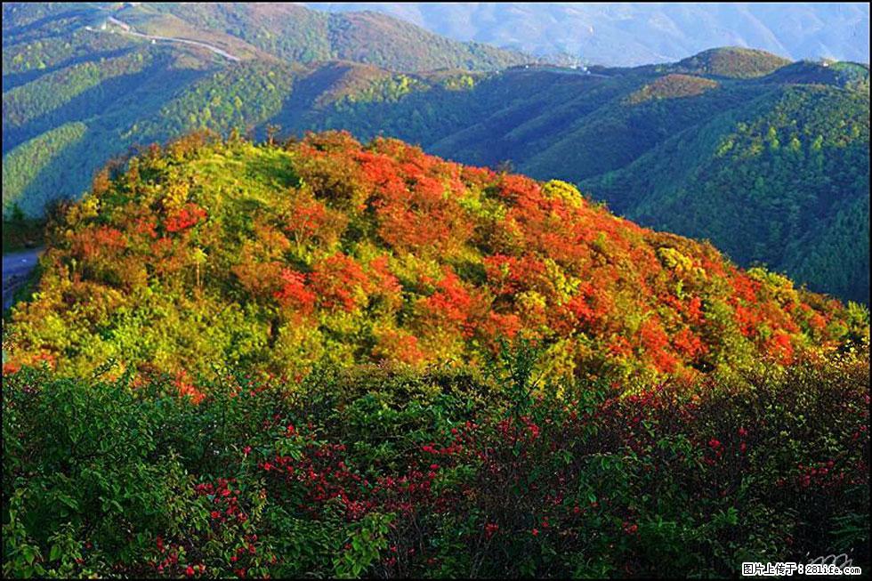 【春天，广西桂林灌阳县向您发出邀请！】春木界上映山红 - 游山玩水 - 阳江生活社区 - 阳江28生活网 yj.28life.net