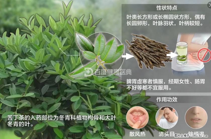 苦丁茶有哪些功效和作用 - 生活百科 - 阳江生活社区 - 阳江28生活网 yj.28life.net
