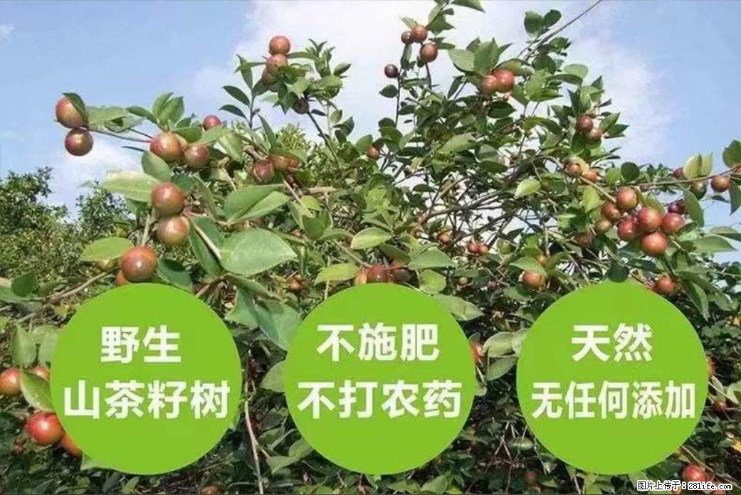 【灌阳县油茶产业示范区】一个有着充实的精神生活的人，对待身外之物自会有一种淡泊的态度 - 美食天地 - 阳江生活社区 - 阳江28生活网 yj.28life.net
