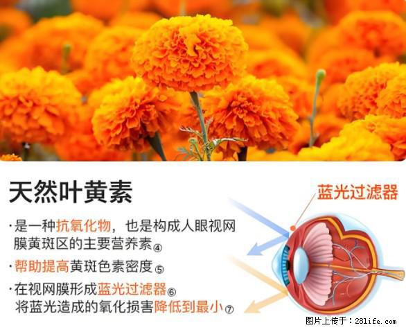 叶黄素有什么功效和作用 - 生活百科 - 阳江生活社区 - 阳江28生活网 yj.28life.net