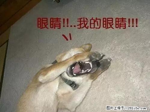 笑癫了！一女的怀孕三年未生，他终于忍不住了... - 娱乐八卦 - 阳江生活社区 - 阳江28生活网 yj.28life.net