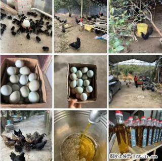油茶园从小鸡仔开始养起的纯土鸡、土鸡蛋可以预定啦！还有前几天刚榨的纯山茶油哦 - 阳江28生活网 yj.28life.net