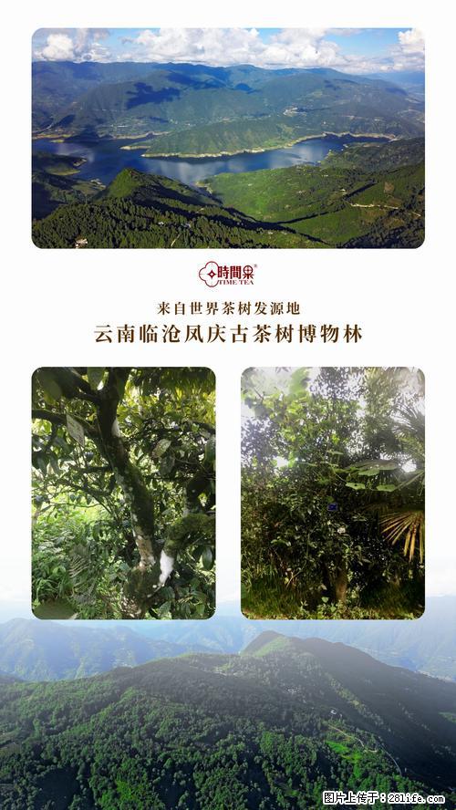 时间果百年古树2025年春红茶 - 购物交流 - 阳江生活社区 - 阳江28生活网 yj.28life.net