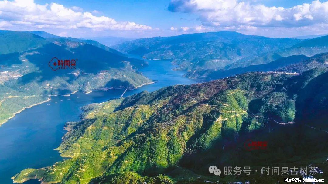 时间果百年古树龙珠普洱生茶 - 购物交流 - 阳江生活社区 - 阳江28生活网 yj.28life.net