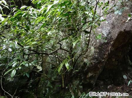 平乐石崖茶，珍贵仅次于金花茶 - 阳江生活资讯 - 阳江28生活网 yj.28life.net