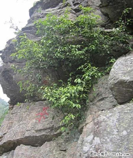 平乐石崖茶，珍贵仅次于金花茶 - 阳江生活资讯 - 阳江28生活网 yj.28life.net