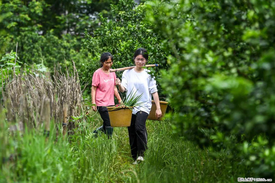 全网追的“扁担女孩”,找了一份暑假工,时薪12元 - 阳江生活资讯 - 阳江28生活网 yj.28life.net