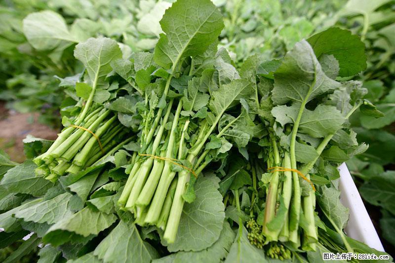这些蔬菜是“天然钙片”，这6种被医生重点推荐 - 阳江生活资讯 - 阳江28生活网 yj.28life.net